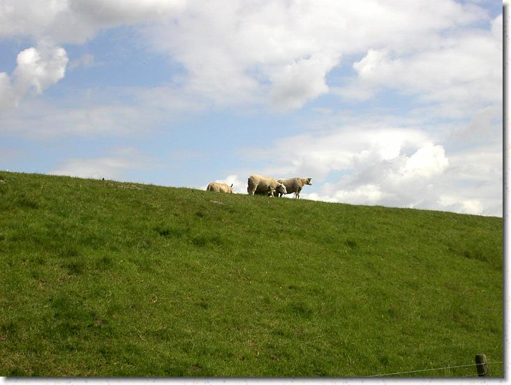 Næste billede